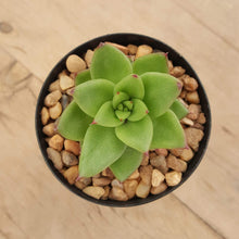 Load image into Gallery viewer, Echeveria agavoides Red Edge