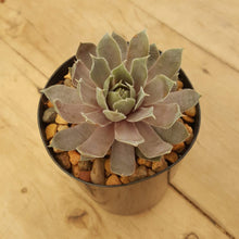 Load image into Gallery viewer, Sempervivum Rubrum Ray