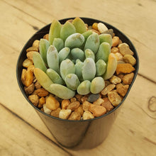 Load image into Gallery viewer, Pachyveria clavifolia