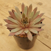 Load image into Gallery viewer, Sempervivum Royal Ruby