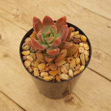 Load image into Gallery viewer, Graptosedum Paddy Peate