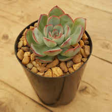 Load image into Gallery viewer, Echeveria Haru Urara