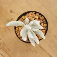 Load image into Gallery viewer, Senecio haworthii