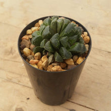 Load image into Gallery viewer, Haworthia retusa