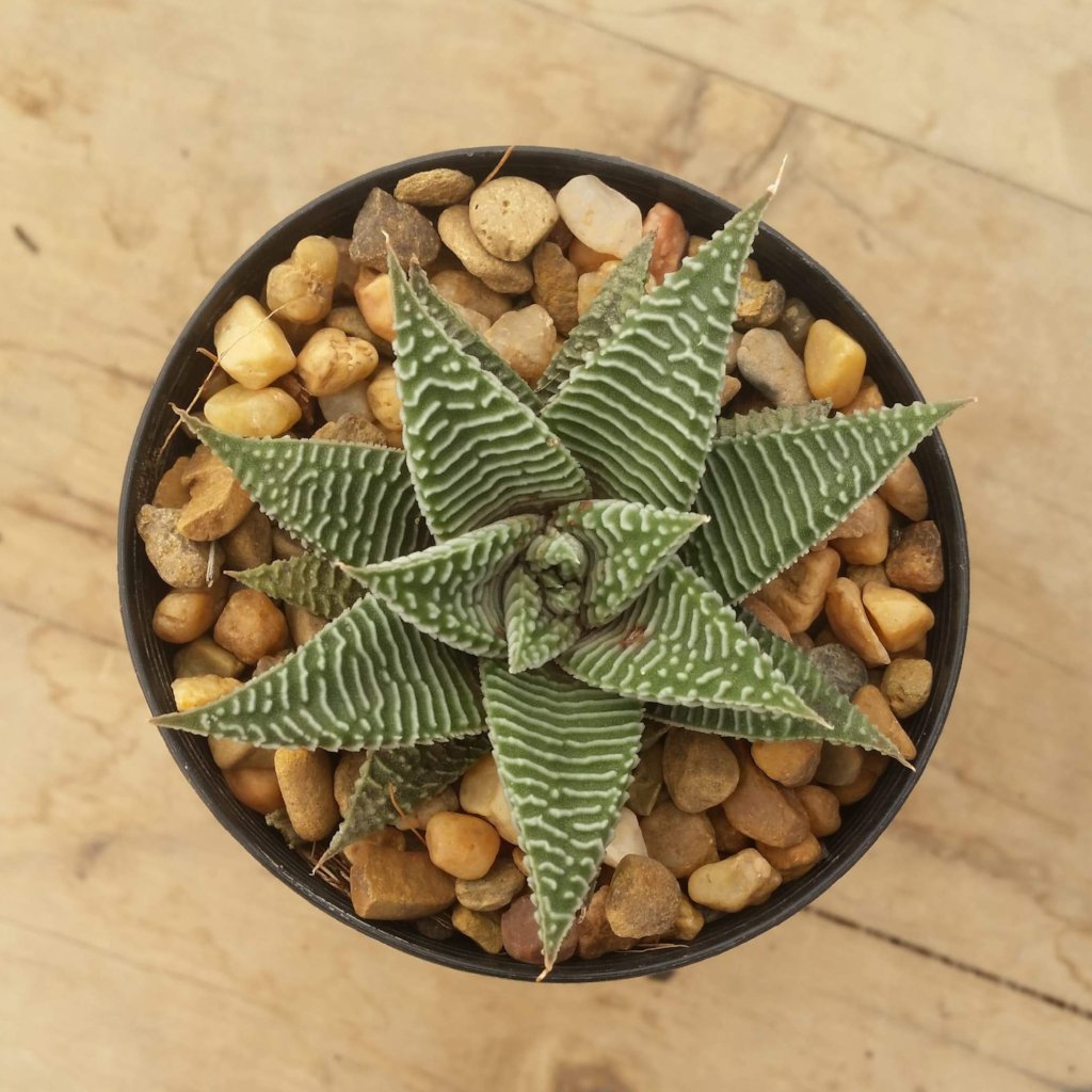 spider succulent plant Haworthia Spider White – Mick's Succulents