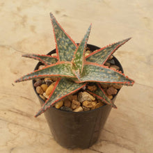 Load image into Gallery viewer, Aloe Christmas Cracker