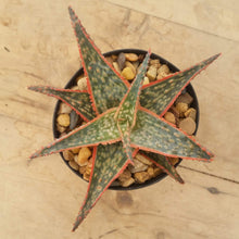 Load image into Gallery viewer, Aloe Christmas Cracker