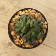 Load image into Gallery viewer, Haworthia retusa