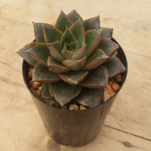 Load image into Gallery viewer, Echeveria purpusorum Dionysos