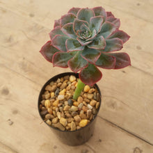 Load image into Gallery viewer, Echeveria bicolor var. bicolor