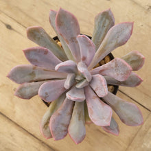 Load image into Gallery viewer, Graptoveria Topsy Debbi