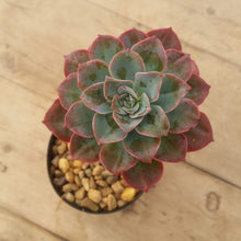 Load image into Gallery viewer, Echeveria bicolor var. bicolor