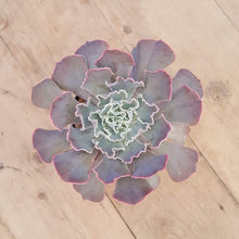 Load image into Gallery viewer, Echeveria shaviana 'Hime'
