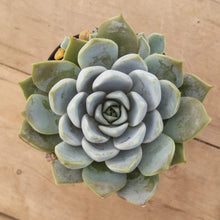 Load image into Gallery viewer, Echeveria Snow Bunny
