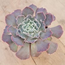 Load image into Gallery viewer, Echeveria shaviana 'Hime'