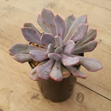 Load image into Gallery viewer, Graptoveria Topsy Debbi