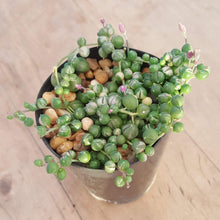 Load image into Gallery viewer, Senecio String of Pearls - Variegated