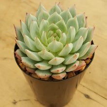 Load image into Gallery viewer, Echeveria Northern Tippy
