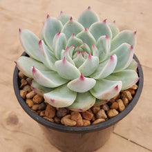 Load image into Gallery viewer, Echeveria chihuahuaensis