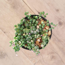 Load image into Gallery viewer, Senecio String of Pearls - Variegated