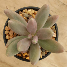 Load image into Gallery viewer, Pachyphytum Captain Jessop
