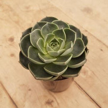Load image into Gallery viewer, Echeveria longissima