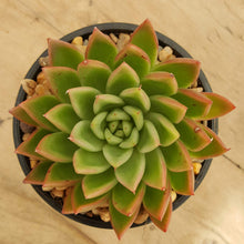 Load image into Gallery viewer, Echeveria Red Gilva