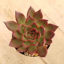 Load image into Gallery viewer, Echeveria agavoides Benimusume