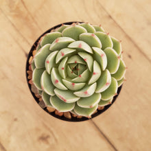 Load image into Gallery viewer, Echeveria Ben Badis