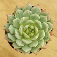 Load image into Gallery viewer, Echeveria Northern Tippy