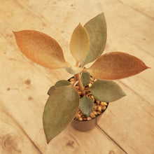 Load image into Gallery viewer, Kalanchoe Copper Spoons