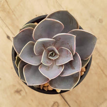 Load image into Gallery viewer, Echeveria Perle Von Nurnberg