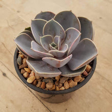 Load image into Gallery viewer, Echeveria Perle Von Nurnberg
