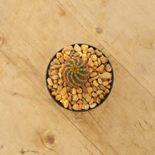 Load image into Gallery viewer, Echinopsis chamaelobivia Hot Pink