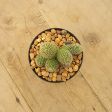 Load image into Gallery viewer, Rebutia Yellow
