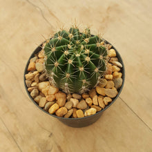 Load image into Gallery viewer, Echinopsis obrepanda