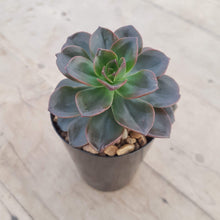 Load image into Gallery viewer, Echeveria Melaco