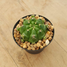 Load image into Gallery viewer, Gymnocalycium Pale Pink