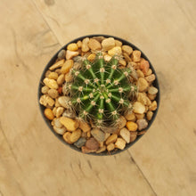 Load image into Gallery viewer, Echinopsis oxygona