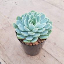 Load image into Gallery viewer, Echeveria elegans