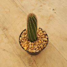 Load image into Gallery viewer, Echinopsis chamaelobivia Hot Pink