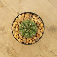 Load image into Gallery viewer, Gymnocalycium White