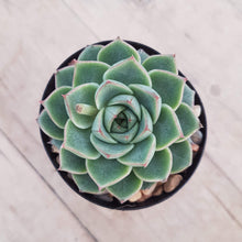 Load image into Gallery viewer, Echeveria fabiola