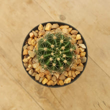 Load image into Gallery viewer, Echinopsis obrepanda