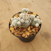 Load image into Gallery viewer, Mammillaria gracilis