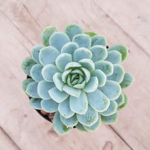 Load image into Gallery viewer, Echeveria elegans