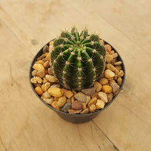 Load image into Gallery viewer, Echinopsis oxygona