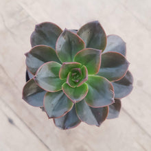 Load image into Gallery viewer, Echeveria Melaco