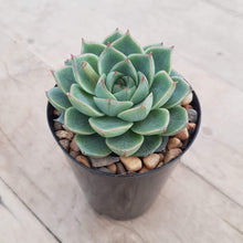 Load image into Gallery viewer, Echeveria fabiola