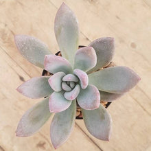 Load image into Gallery viewer, Graptoveria Opalina